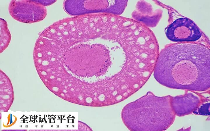 周口市有正规资质开展试管的医院有哪家？