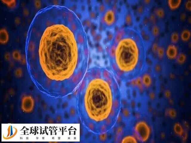 胚胎数量多可以养囊