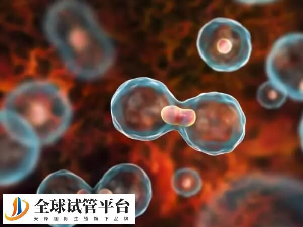 短方案促排卵数量较少