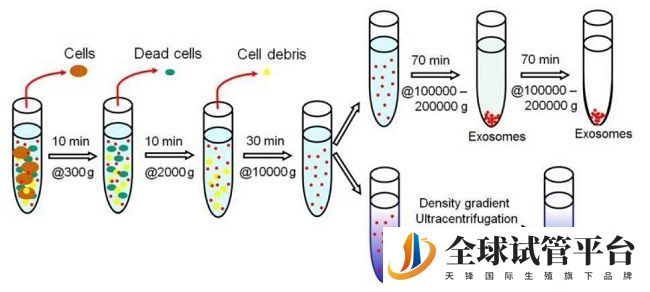 XY精子分离术流程图