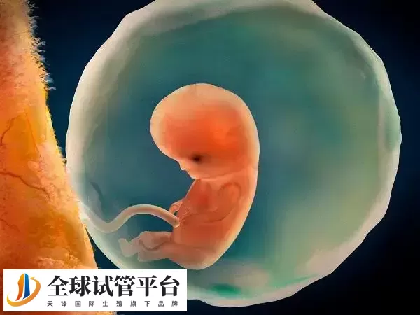 2025广州试管费用大约在3万到10万之间