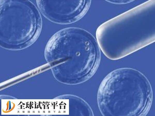 年轻女性移植一个胚胎可提高单胚胎成功率