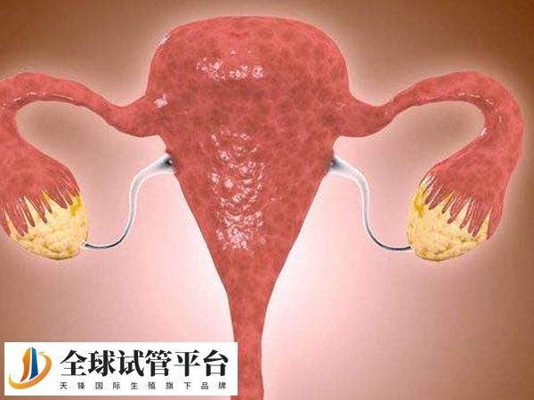 子宫内膜薄对试管成功率有影响