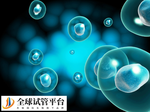 石家庄和邢台做试管都好