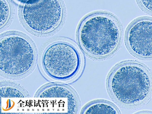 西宁高龄失独女性做供卵需不需要等