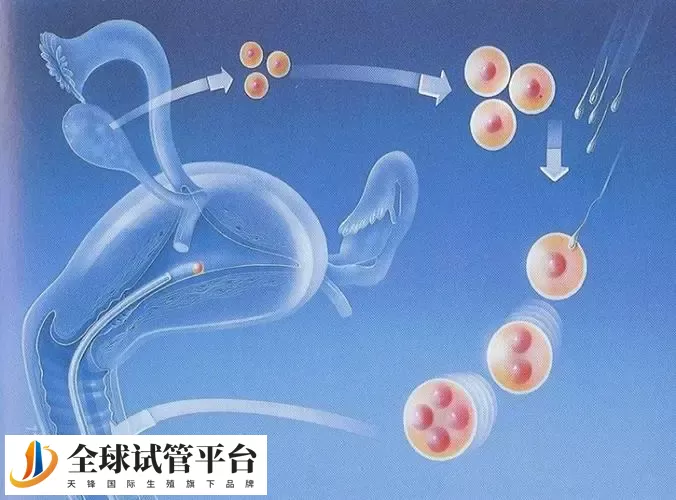 济南私立医院做三代试管可以选男女吗，附具体收费清单分享