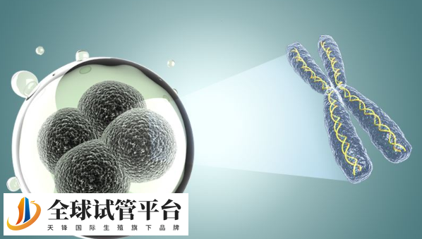 解读合肥试管的发展与应用