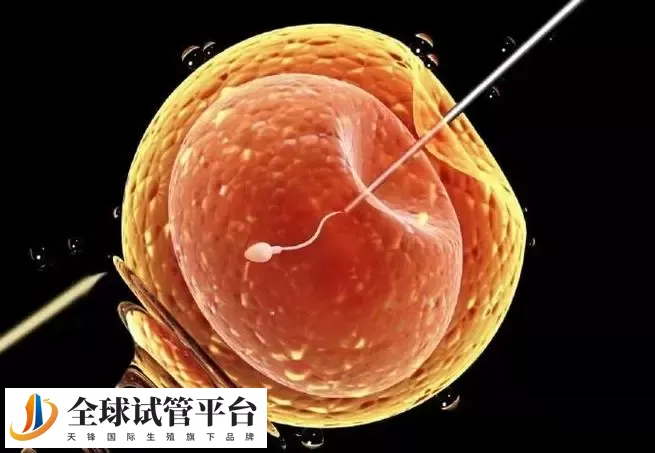 阜阳试管婴儿成功率大揭秘！