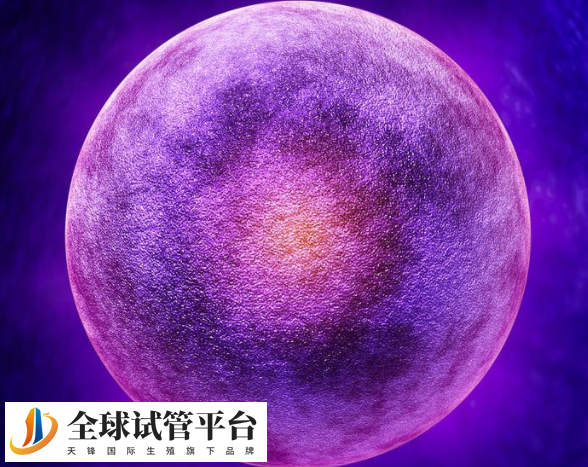 莆田试管婴儿价格揭秘_全面解析试管婴儿背后的费用与医学过程