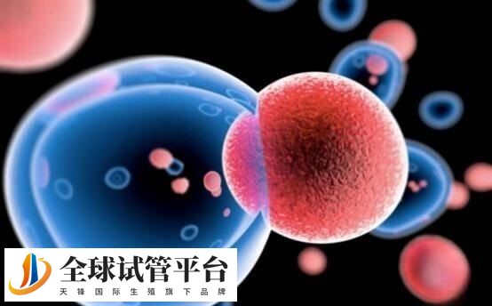 试管养囊时要求有一定的胚胎数量