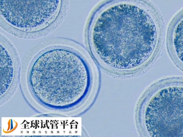促排卵结束之后就可以进行取卵取精了