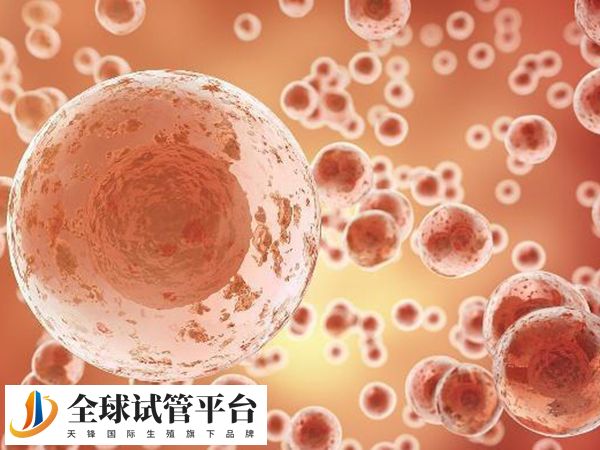 美国试管婴儿取卵是不是越多越好