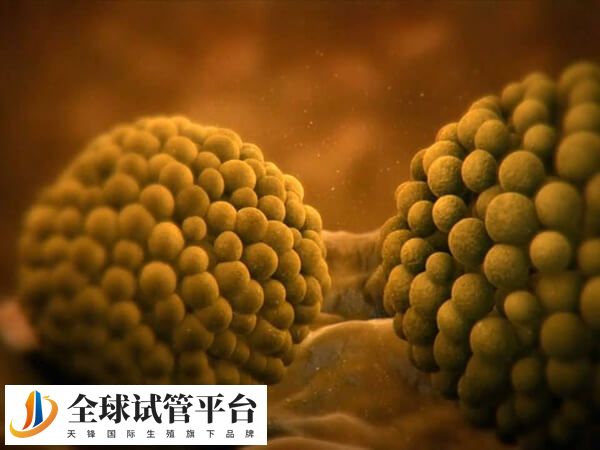 复合移植适用于试管反复着床失败的患者