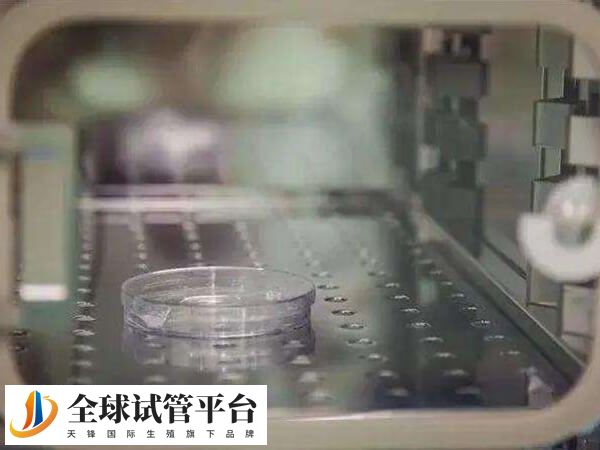 不同方式的胚胎培养价格不同