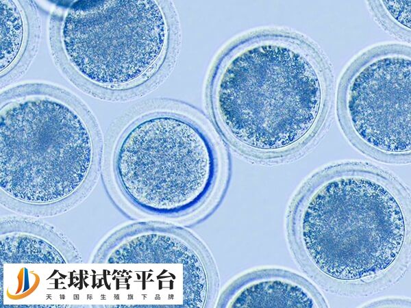 促排费用只是试管费用其中之一