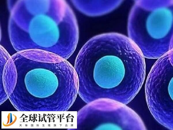 常德第一人民医院生殖科可以供卵做三代试管婴儿吗？