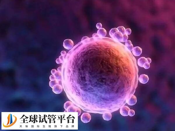 石家庄供卵中心在哪里？申请做试管婴儿大概多少钱？