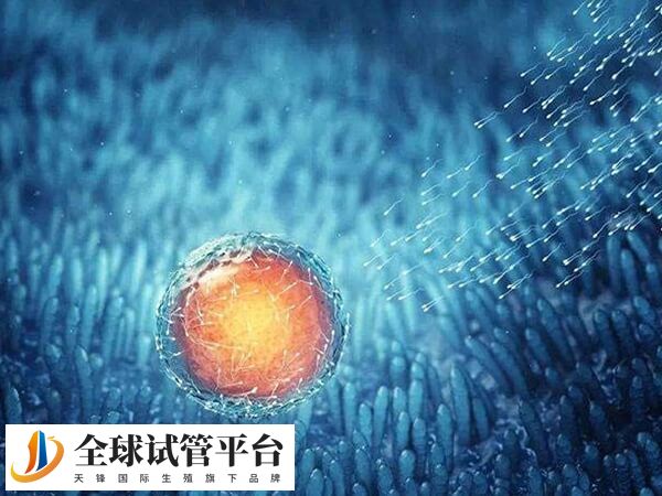 唐山正规医院卵子库的卵子大概多少钱？