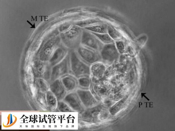 囊胚和子宫内膜的发育周期更加同步