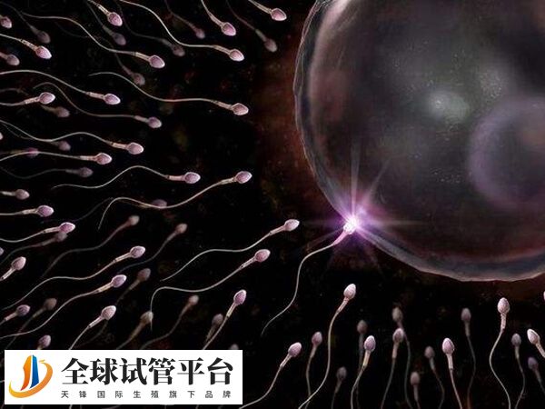 濮阳妇幼保健院申请供卵做试管需要具备什么条件？