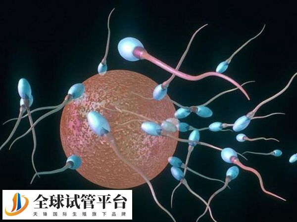 在漯河本地医院做试管婴儿好还是去郑州做比较好？