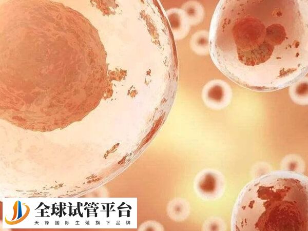 国内禁止买**子