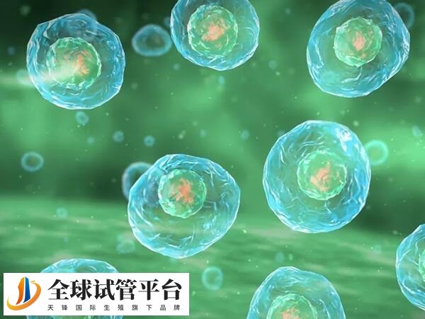 供卵试管中的卵子都是捐赠的