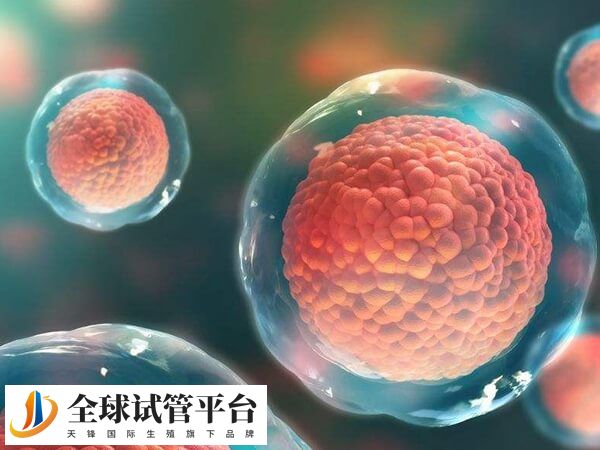 试管成功率并不在于取卵数量