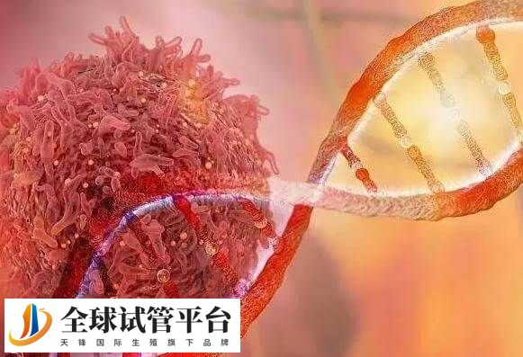 三代试管婴儿全程要2到3个月时间