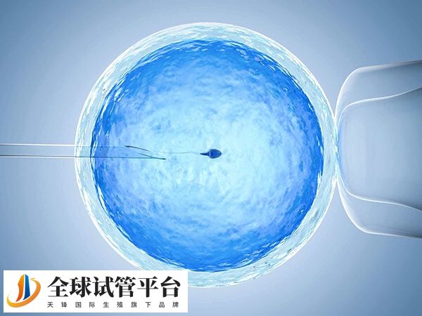 一级二级胚胎养囊成功率高