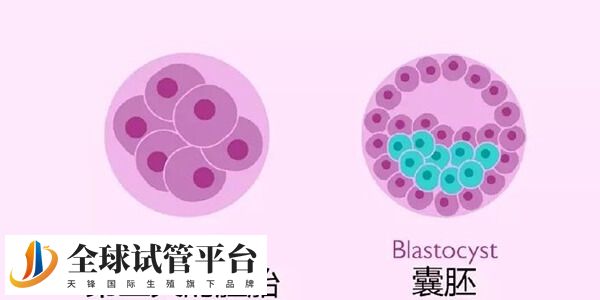 茂名市人民医院试管一般移植什么胚胎？