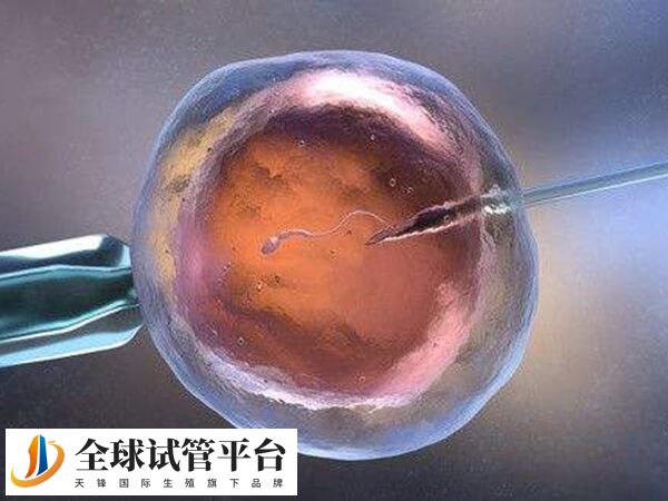 子宫内膜达到一定厚度才能进行胚胎移植