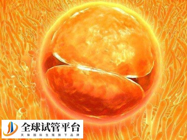 百色右江民族医学院附属医院试管婴儿鲜胚成功率高吗？