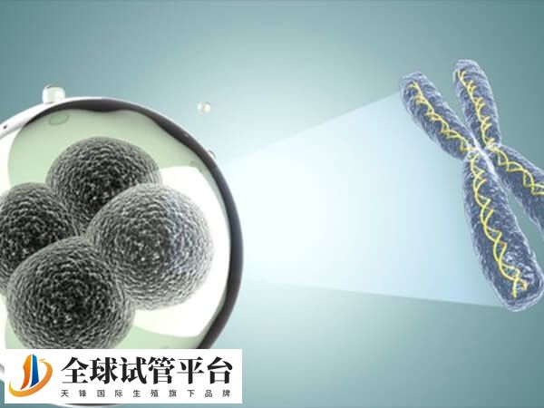 4BB囊胚的移植成功率要高于6BB囊胚