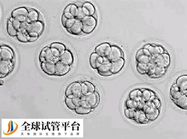 6bb囊胚移植成功率约40%