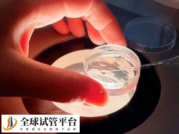 移植囊胚有较高的妊娠率