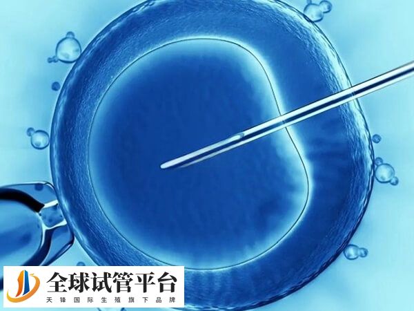 鲜胚移植3-4天会继续分裂发育