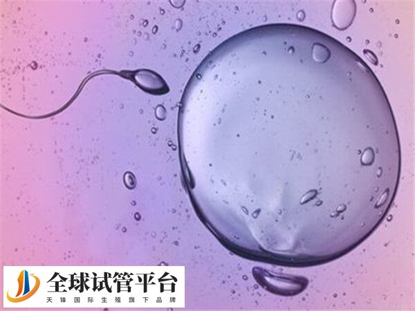 新鲜胚胎移植的成功率约为50%