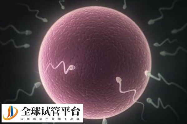 胚胎移植后要在宫腔内游离几天天才能着床