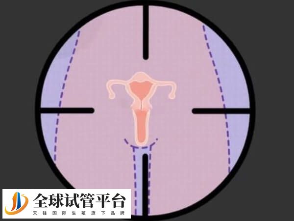 年龄是一个影响生育能力的重要因素