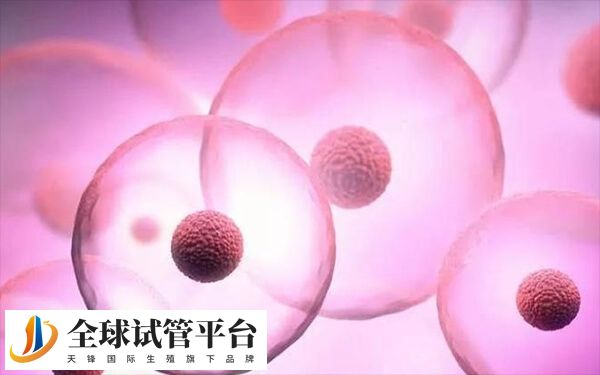 试管婴儿移植方案多样