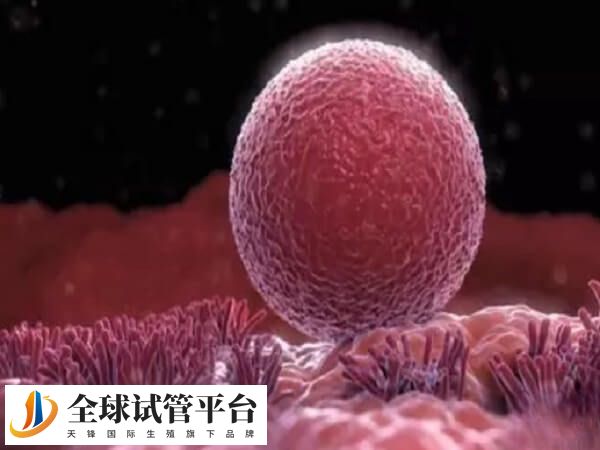 激素替代周期适合月经不规律患者