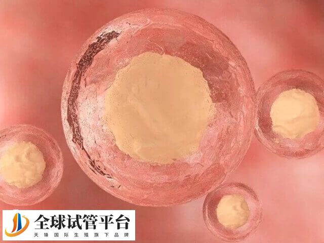 卵巢功能会导致空卵泡的出现