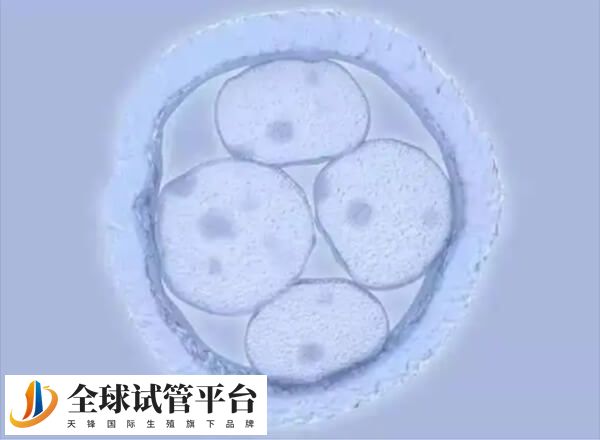 囊胚质量不佳会影响HCG翻倍情况
