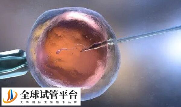 取卵数量不等于胚胎质量