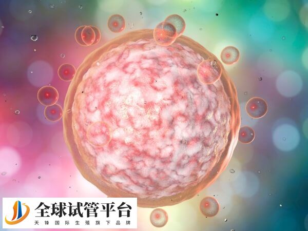 单卵双胎的概率大约1.3%