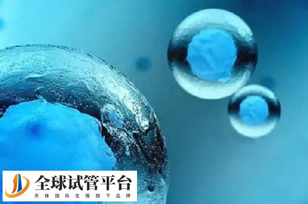 鲜胚和囊胚的发育阶段不同