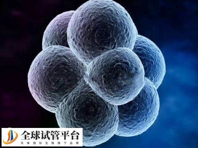 囊胚质量是影响成功率的重要因素之一