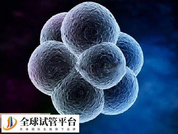 胚胎7细胞15碎片属于正常情况