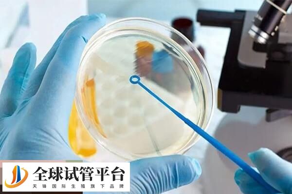 不同年龄试管成功率不同